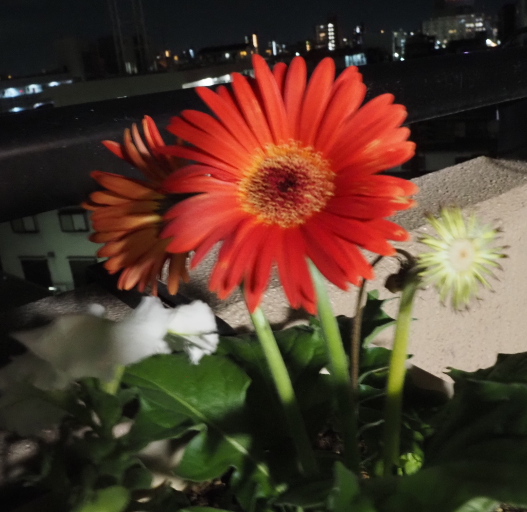 夜景を背景に