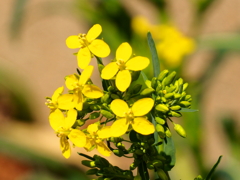 菜の花輝く