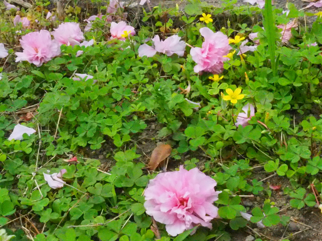 落ちてもきれい；八重さくら