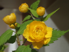 黄色の花；山吹