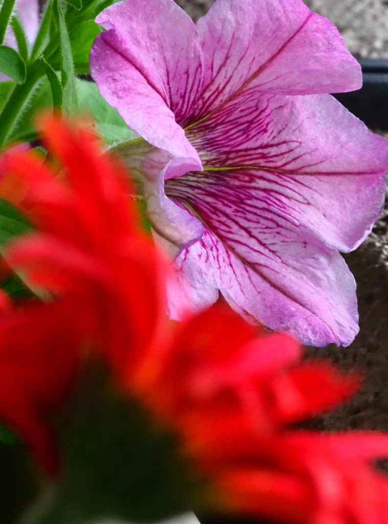 ベランダの花；