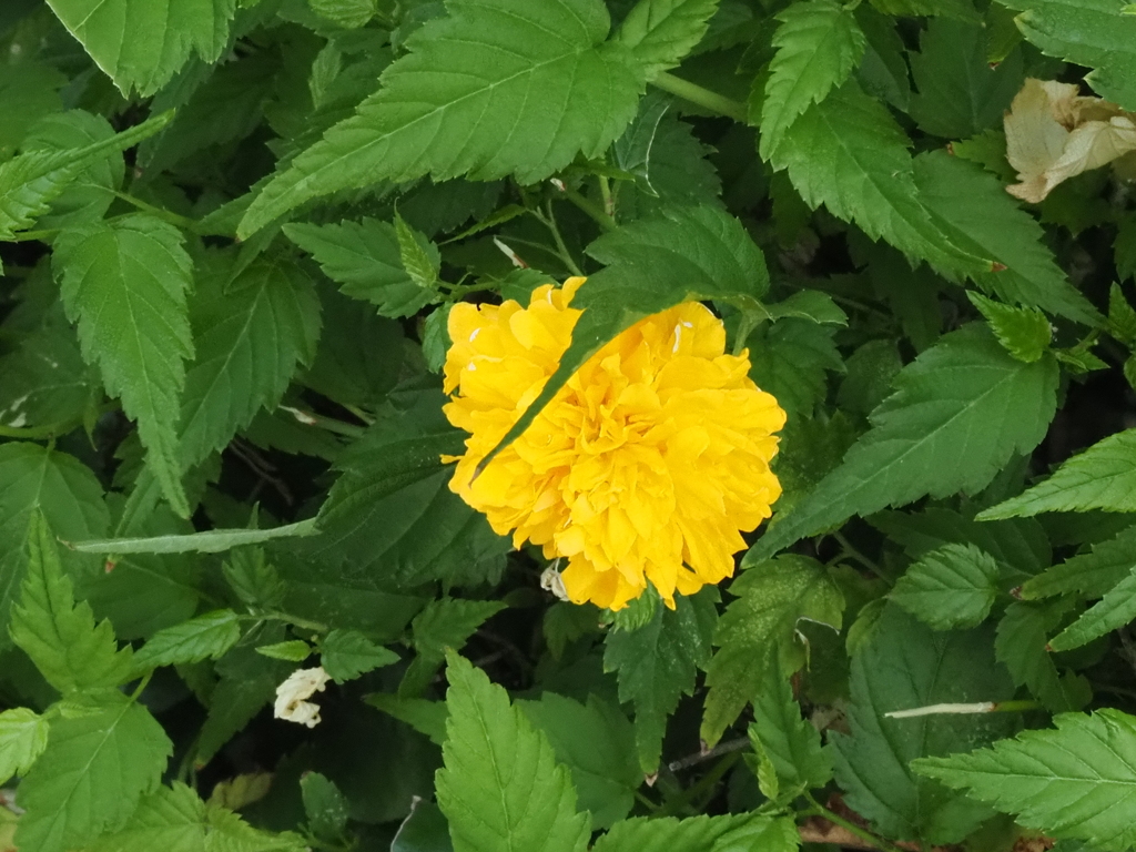 今頃、山吹の花