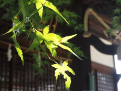 木漏れ日（２