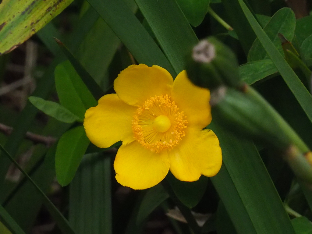 帰り咲きの一輪