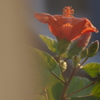 夕陽に照らされて