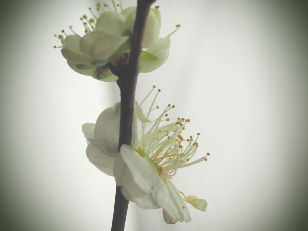 切り花にも春の雰囲気（１）
