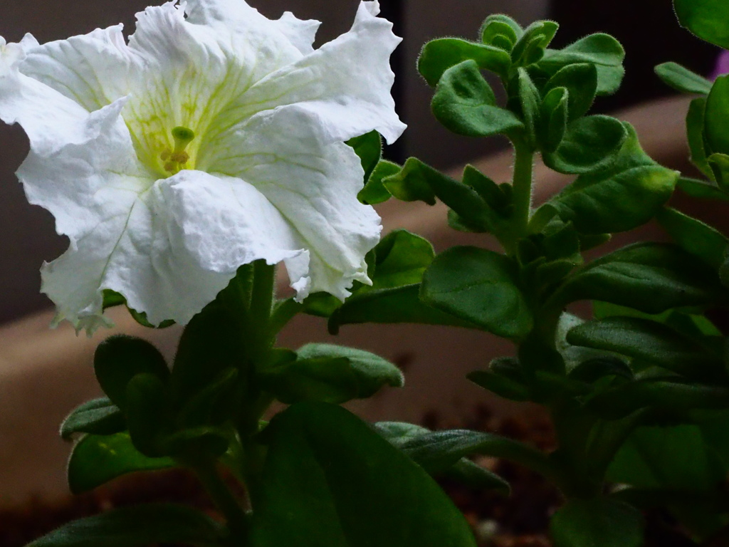 ベランダの花；ペチュニア