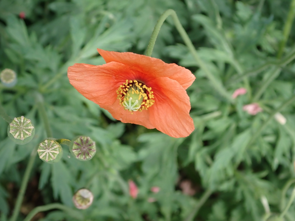 ナガミヒナゲシ