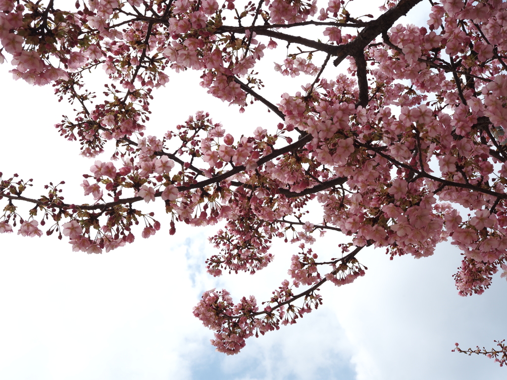 桜、きれいに