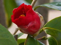 椿の季節になりました　①