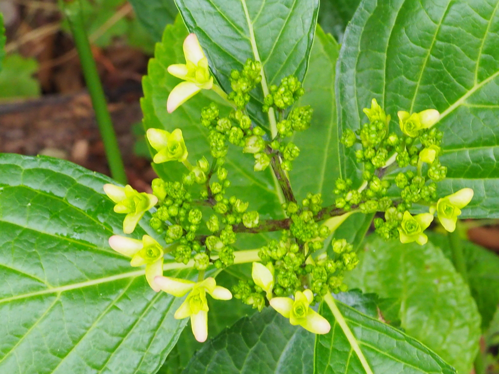 アジサイが開き始めています