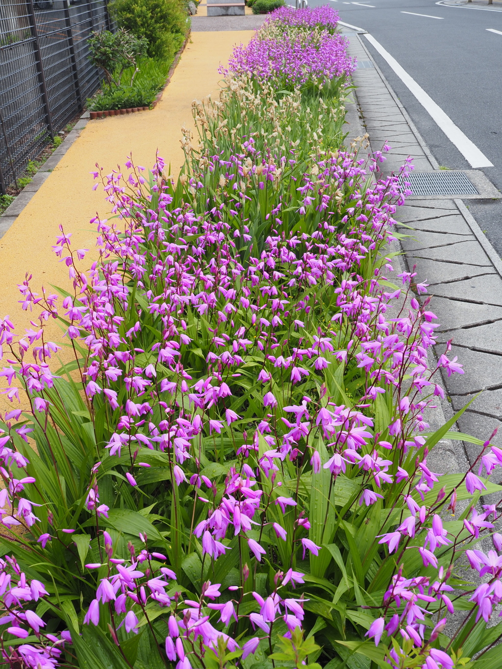 道沿いの花畑