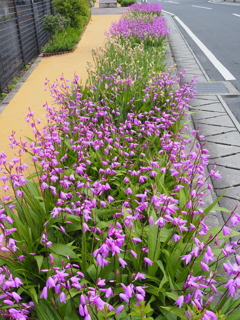 道沿いの花畑