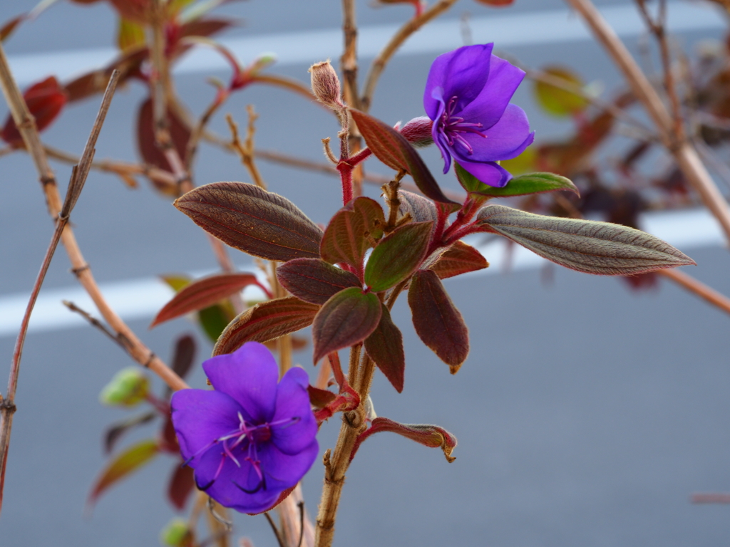 シコンノボタンがまだきれい