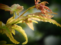 かわいいモミジの芽