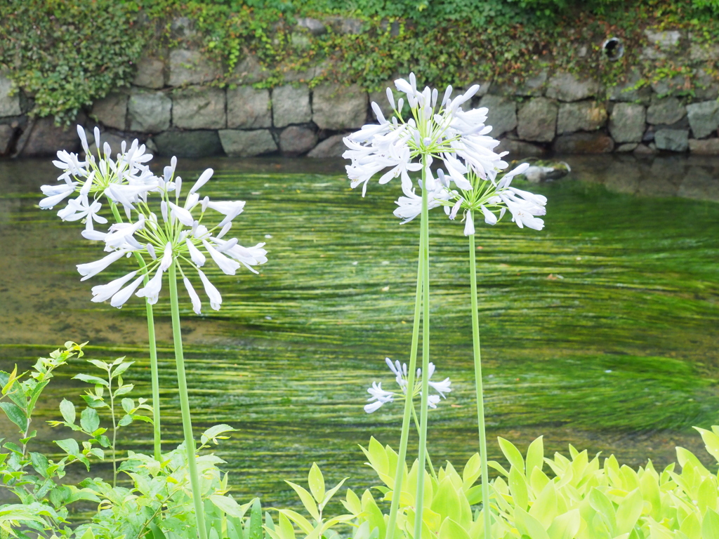 今日の用水路　２