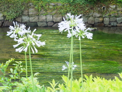 今日の用水路　２