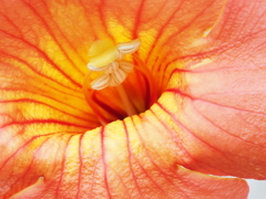 花の中心 花の中心