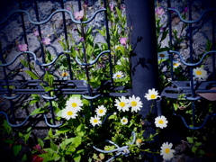 垣根なんのその