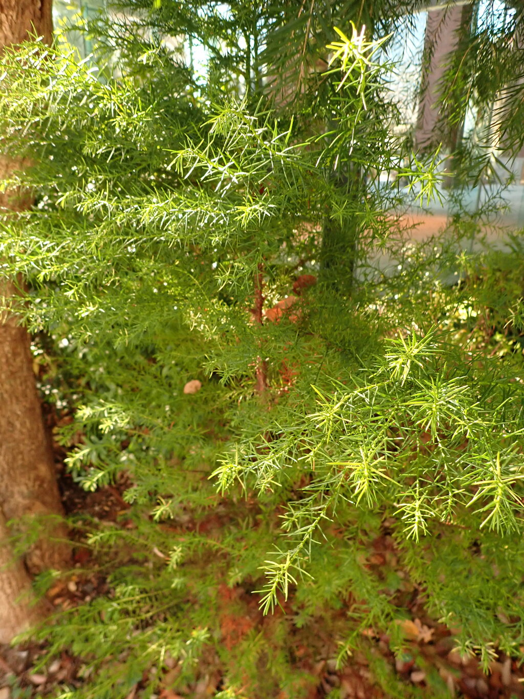 青葉；陽を受けて輝く　TG-6