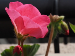 蕾開く（１）