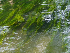 水の流れと藻