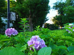 早朝に。