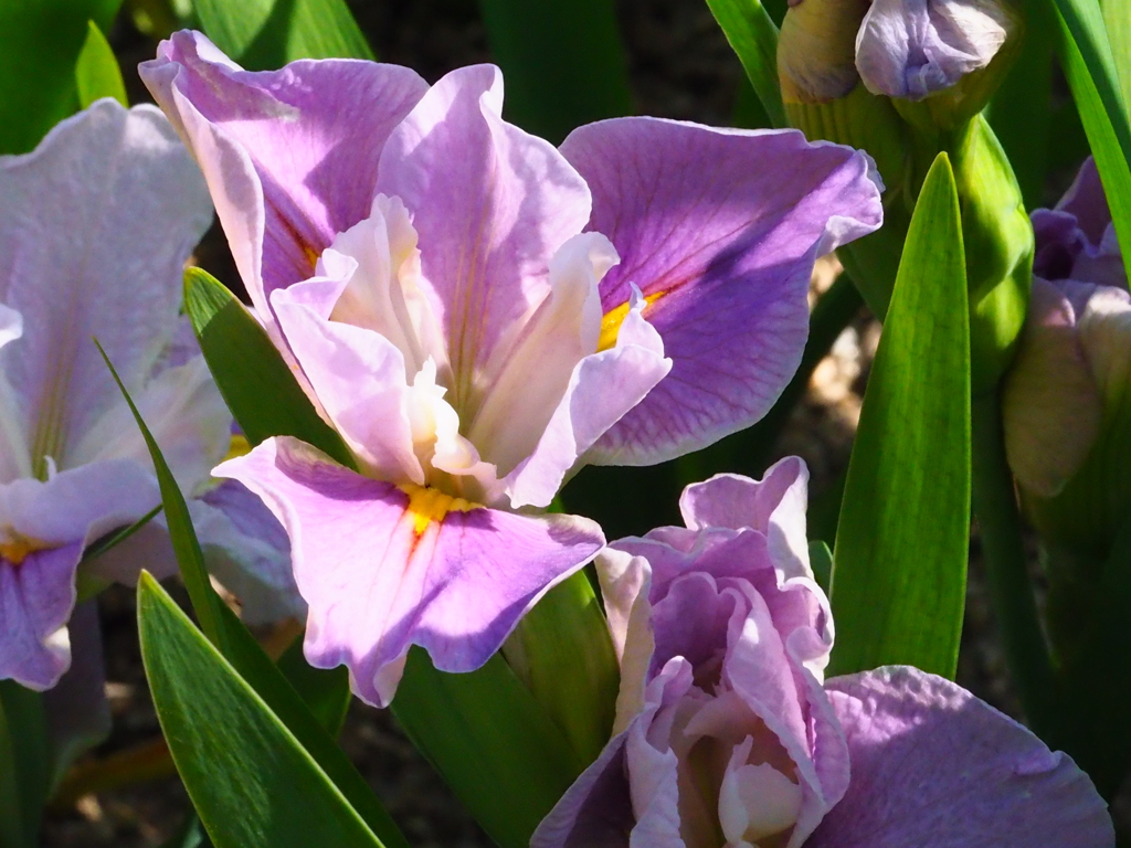 かわいいいちはつ