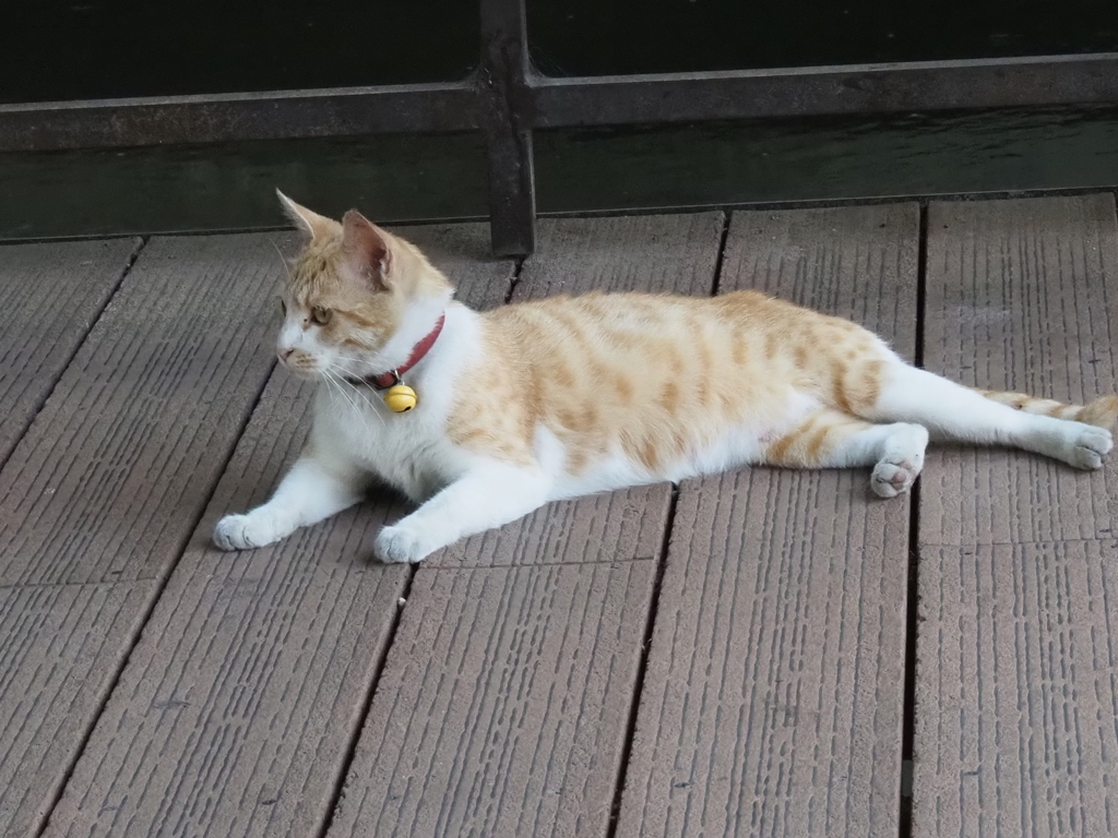 橋の上で；猫くつろぐ