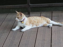 橋の上で；猫くつろぐ