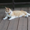 橋の上で；猫くつろぐ