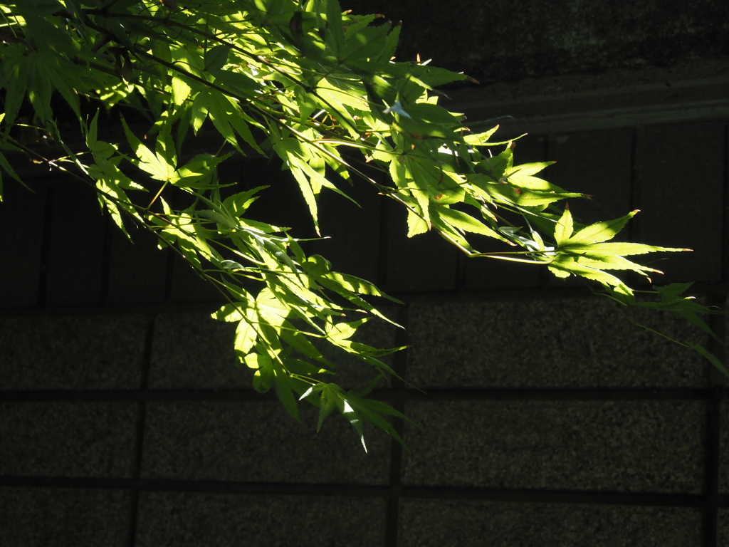 朝日さす