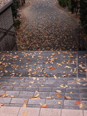 落ち葉・・さっき掃いたばかり