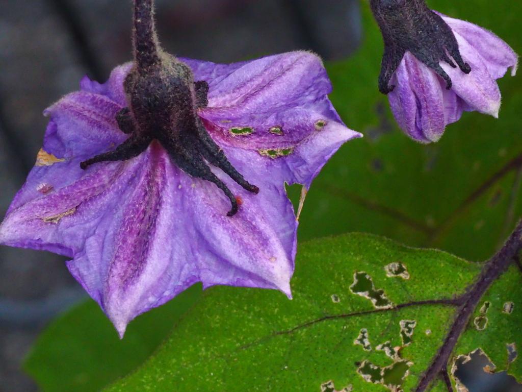 なすびの花、下を向いて
