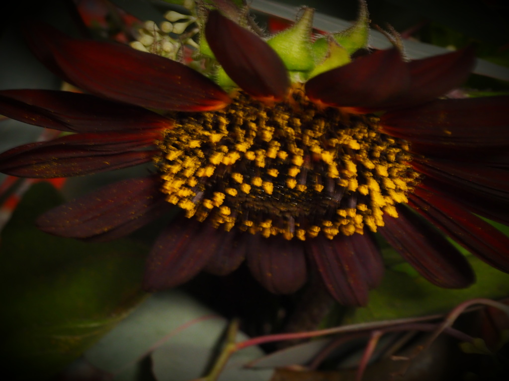 変わった色のひまわり