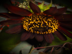 変わった色のひまわり