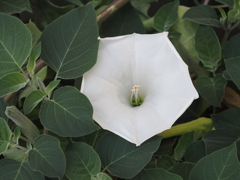 白い花