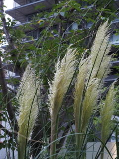 白い穂