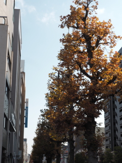 フウノキ並木道