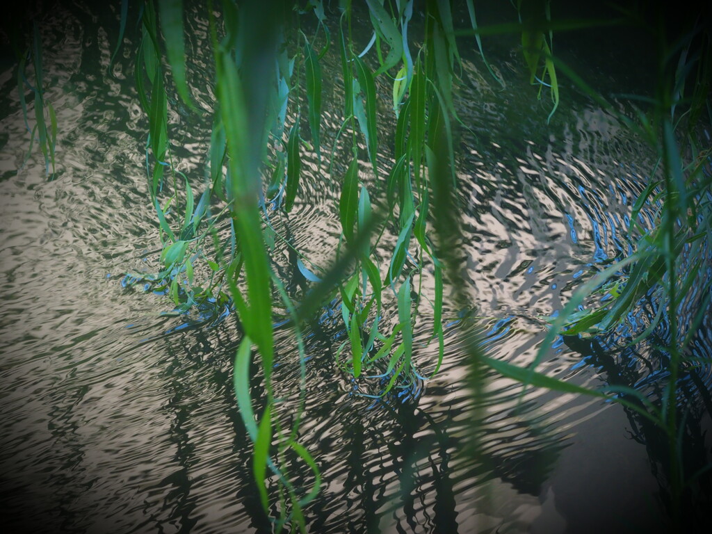 水面の輝き