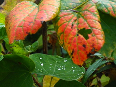 雨上がり