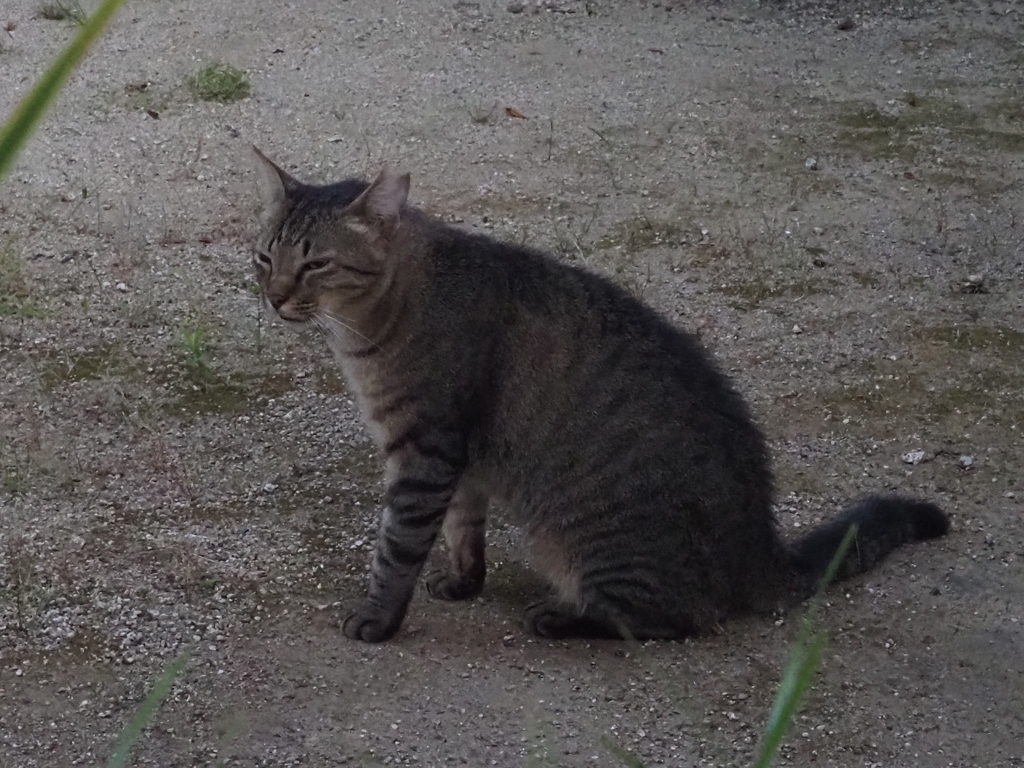 猫（１）