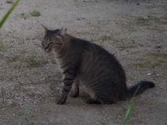 猫（１）