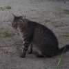 猫（１）