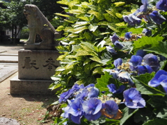 狛犬とアジサイ