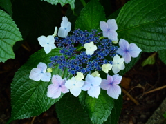 七色に色づき始めて