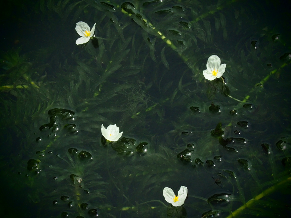梅花藻
