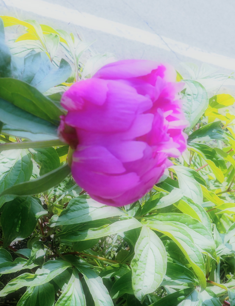 芍薬　２