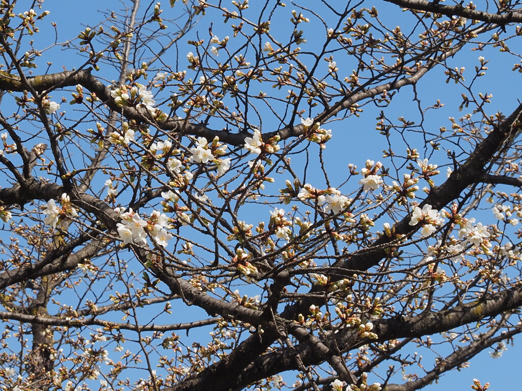 桜も咲き始めました。
