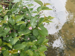 桜の木の根元に花が咲く